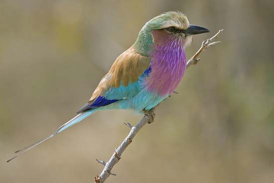 Lilac-breasted Roller perching