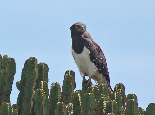 Black-chested Snake Eagle on Euphorbia tree in Rift Valley
