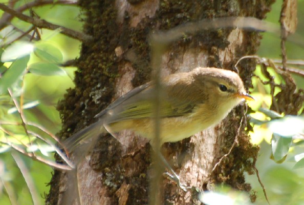 Brown Woodland-Warbler