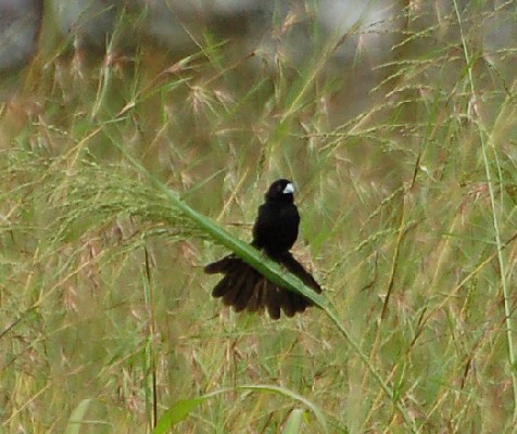Male White-winged Widowbird in breeding plumage