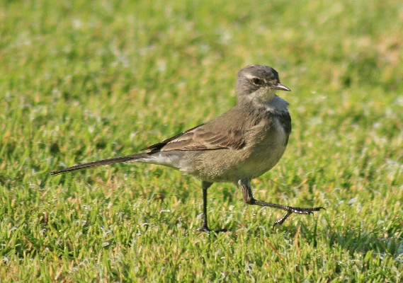 Cape Wagtail on parade