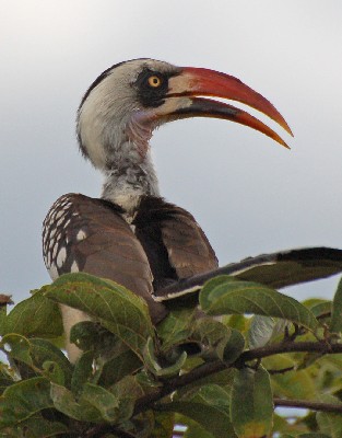 Tanzanian Red-billed Hornbill - Tockus ruahae