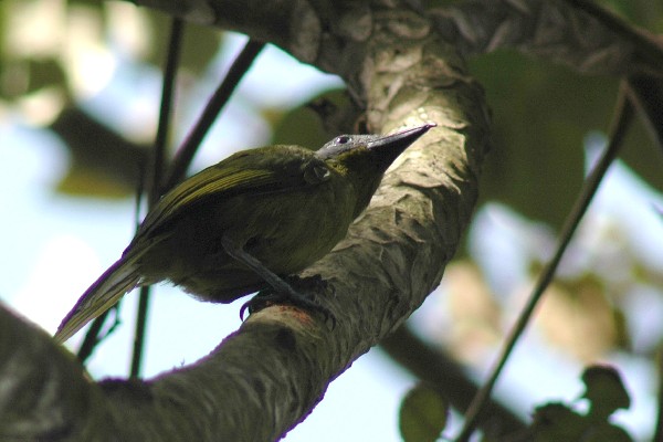 Green-breasted Bush-shrike