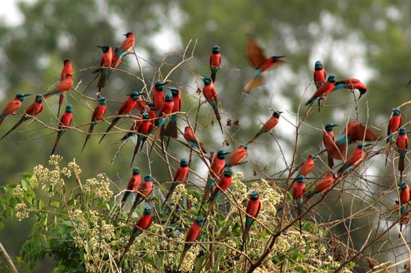 Northern Carmine Bee-eaters above colony