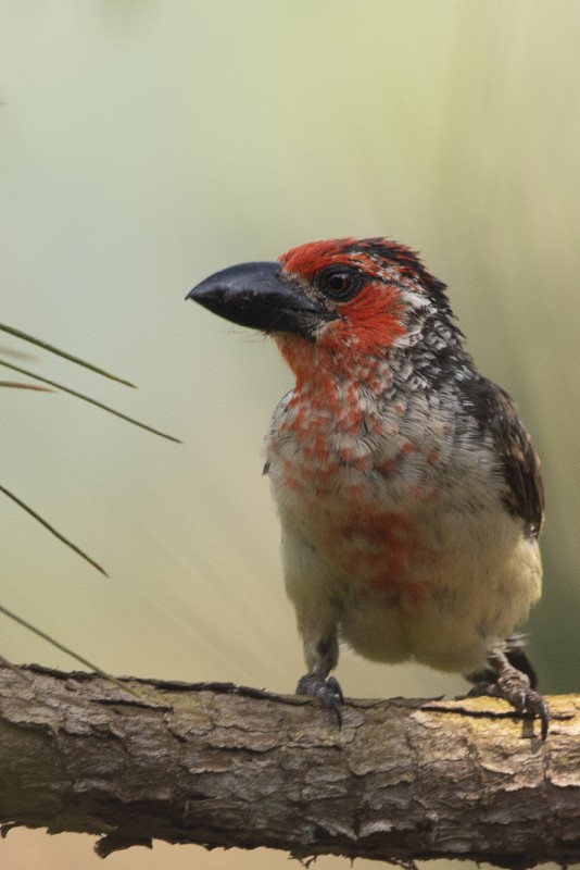 Vieillot's barbet