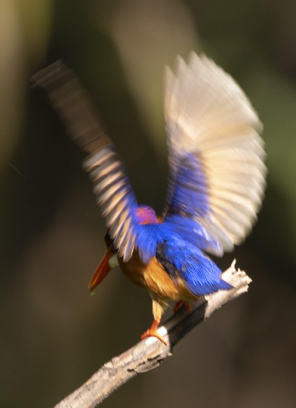 African Pygmy Kingfisher hunting