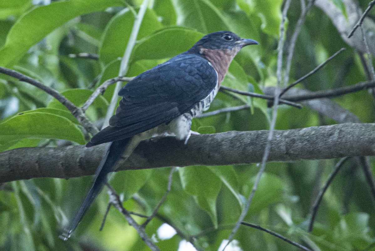 Red-chested cuckoo