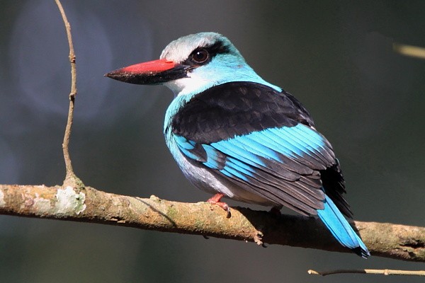 Blue- breasted Kingfisher - Lowiec kamerunski