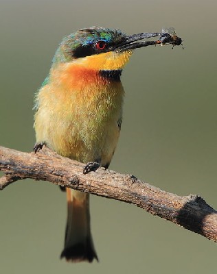 Little Bee-eater, Zolna mala