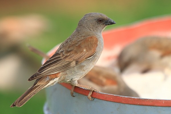Swahili sparrow, Wróbel suahilijski