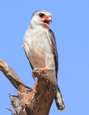 Pygmy Falcon, Sokolik czerwonooki