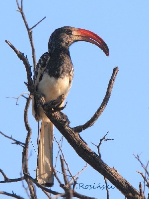 Monteiro's Hornbill