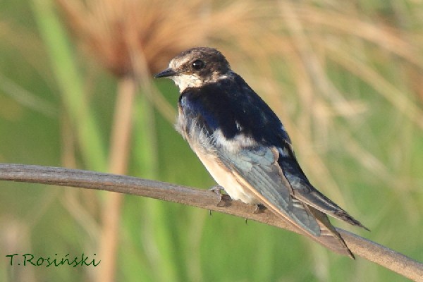 Pearl-breasted Swallow