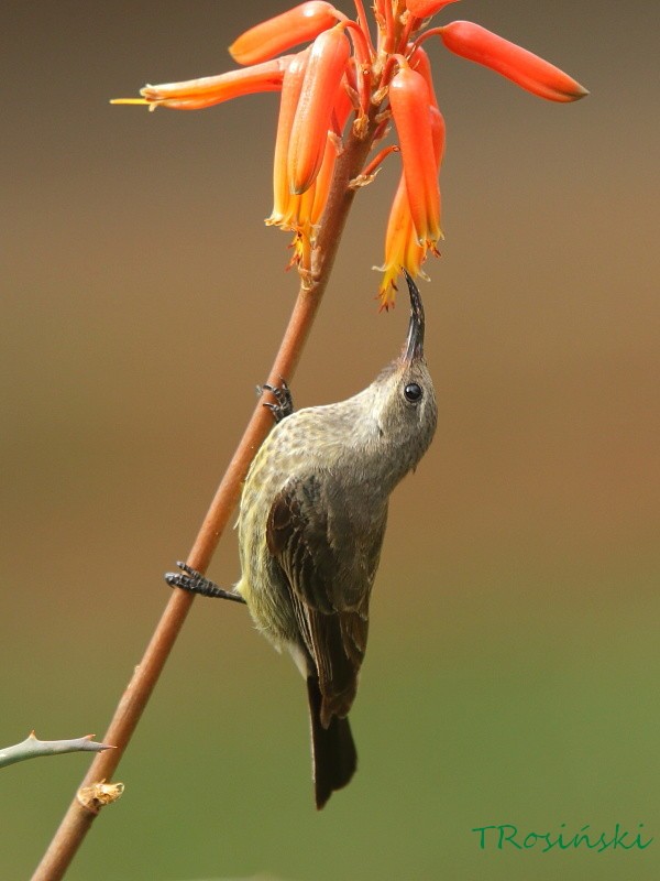 Mariqua Sunbird, Nektarnik czarnoskrzydly