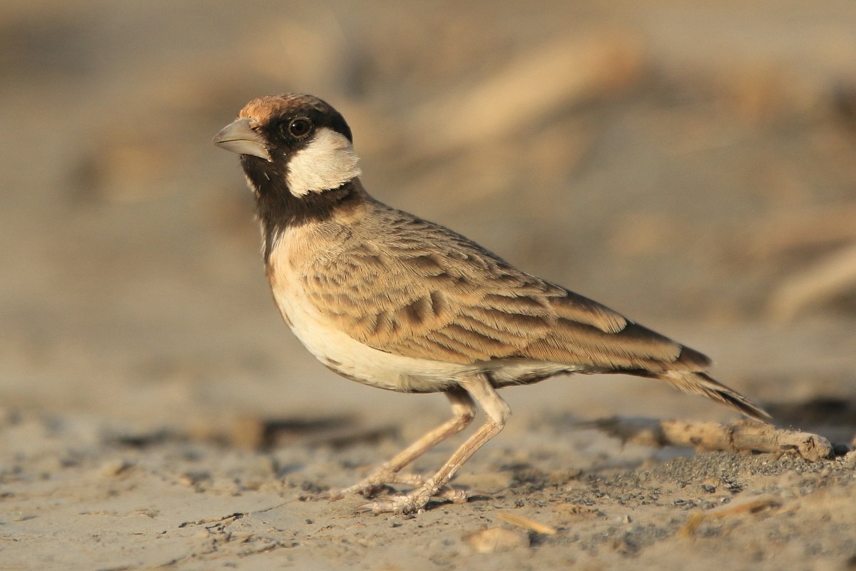 Fischer's Sparrow Lark