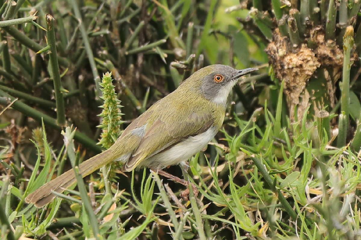 Brown-tailed Apalis