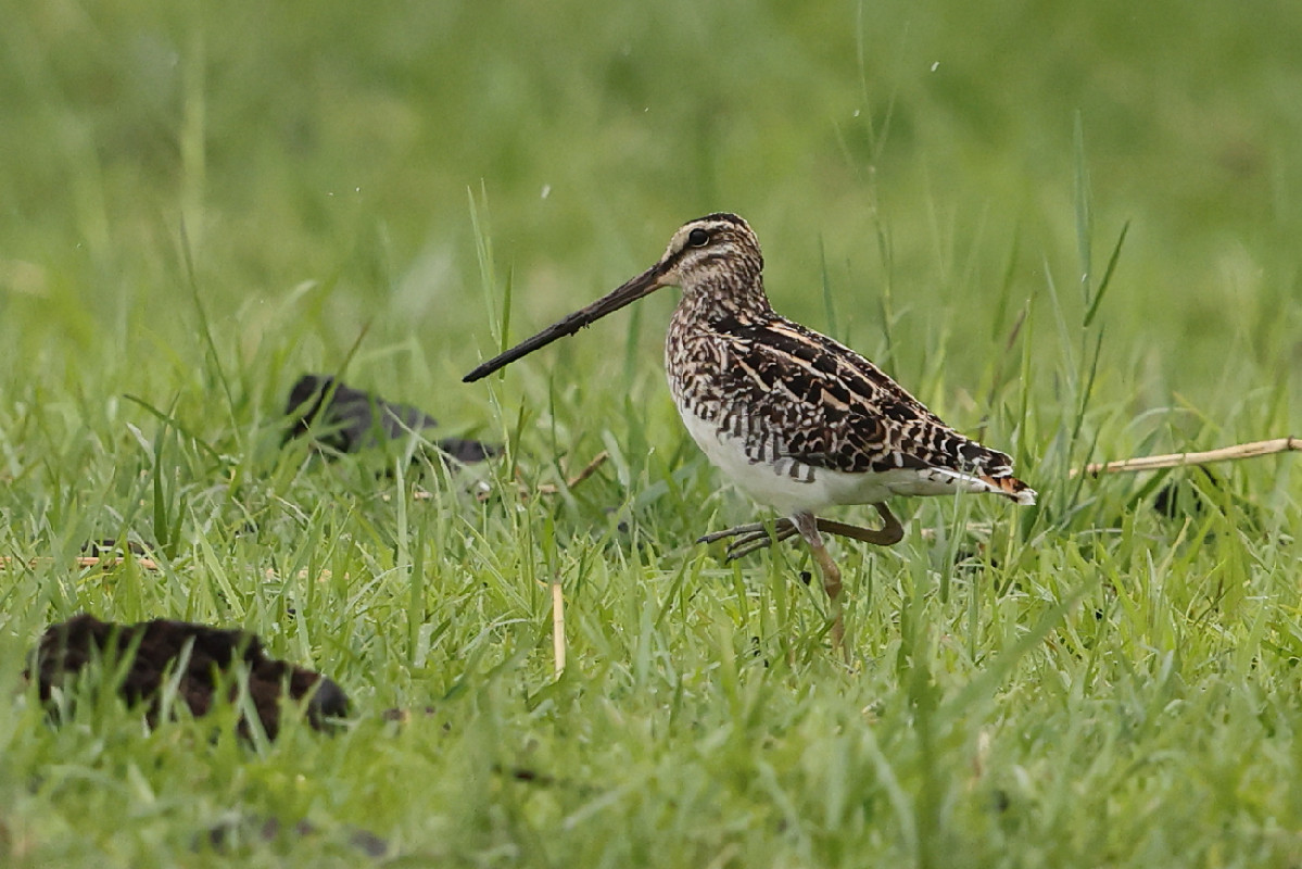African snipe