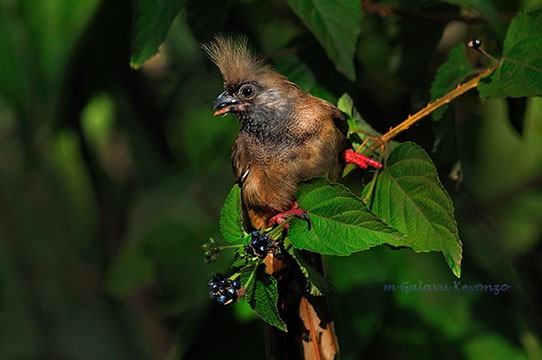 Speckled Mousebird - Feeding on Lantana fruits.