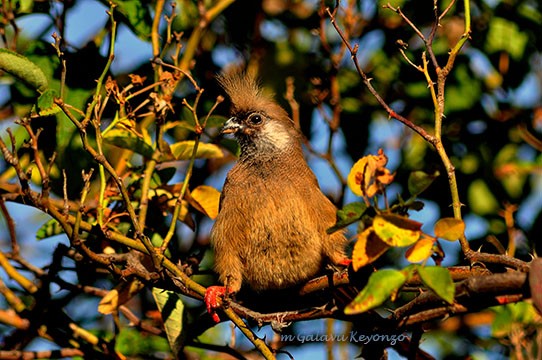 Speckled Mousebird basking in the evening sun