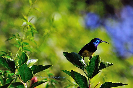 Variable Sunbird - Perched on hibiscus