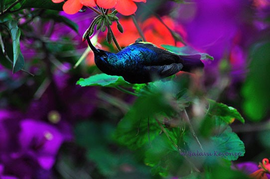Variable Sunbird - sucking nectar
