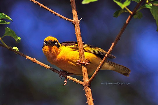 Baglafecht Weaver searching for food