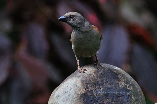 Parrot Billed Sparrow resting