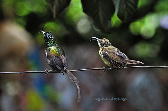 Bronzy Male & Female Sunbirds Perched on a wire line