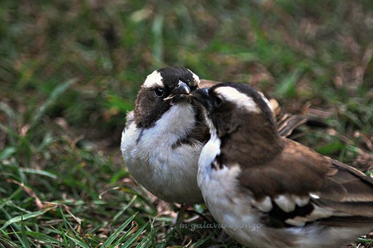 White _browed Sparrow-Weaver adult feeding young