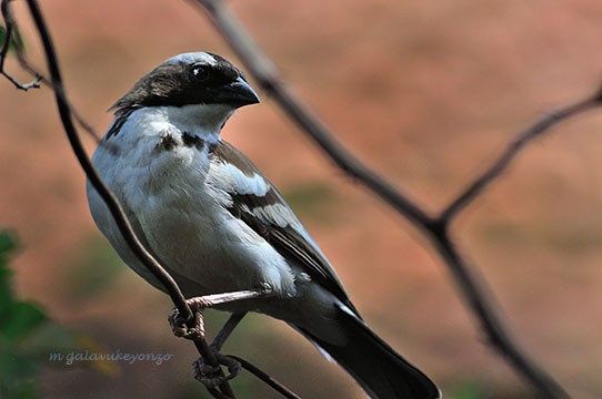 White-browed Sparrow-Weaver on the look out for food