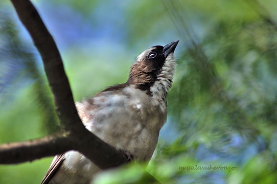 Whit-browed Sparrow-Weaver resting on Jacaranda