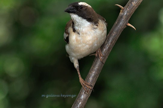 White-browed Sparrow-Weaver on the look out for food