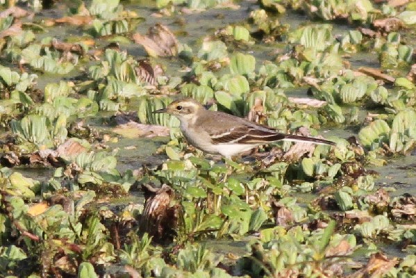 Citrine Wagtail - Seen well on the 2011 Sunbird Ethiopia tour. 