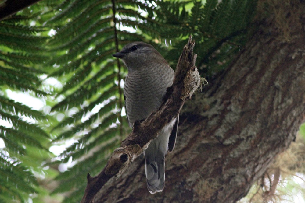 Réunion Cuckooshrike