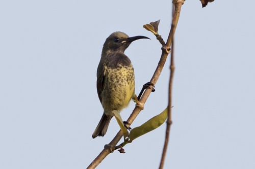 young male Splendid Sunbird