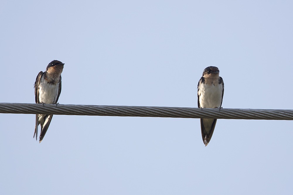 Ethiopian Swallow - immature