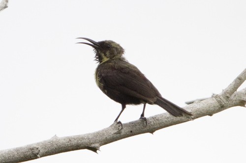 Scarlet-chested Sunbird - immature singing