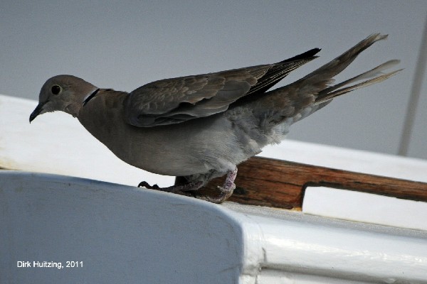 Eurasian Collared Dove, Caleta del Sebo, La Graciosa