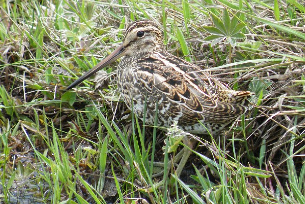 Very confiding Great Snipe in Kenyan highlands