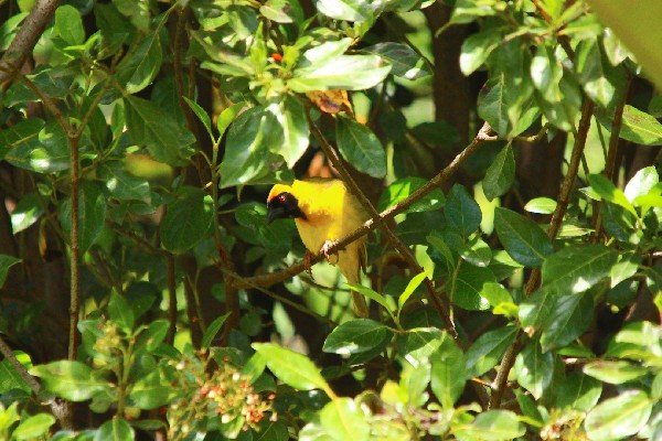 Weaver In Tree