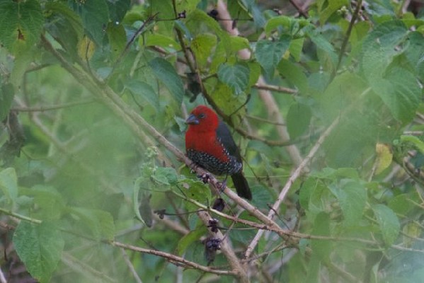 Red-headed Bluebill - Solitary female bird observed