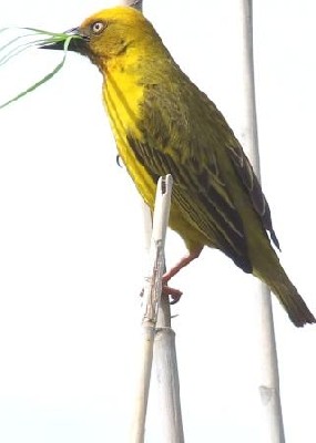 Cape Weaver