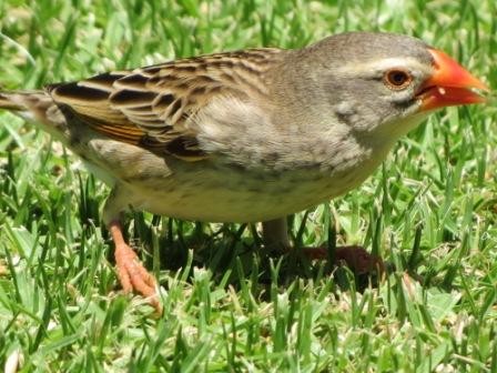 Red-Billed Quelea Female