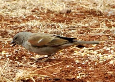 Southern Grey-Hesded Sparrow