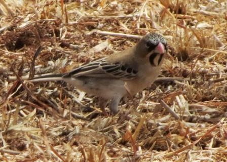 Scaly-Feathered Finch