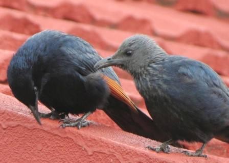 Red-winged Starlings