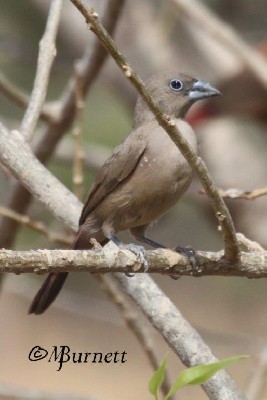 Black-faced Firefinch - Juvenile Moulting to adult