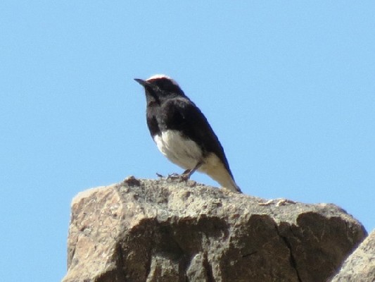 Hooded Wheatear
