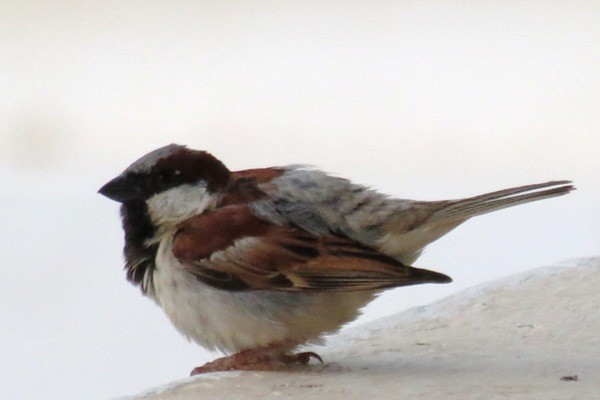 House Sparrow