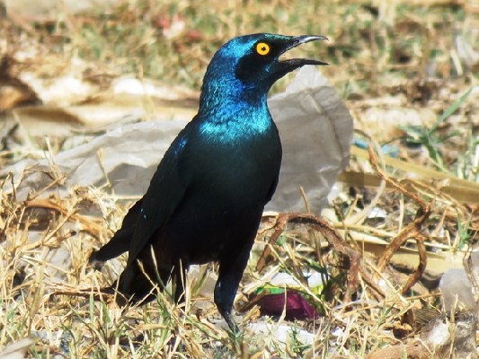 Greater blue-eared starling